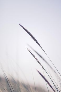 Nature background, environmental and agriculture concept - Rural field, a day in countryside