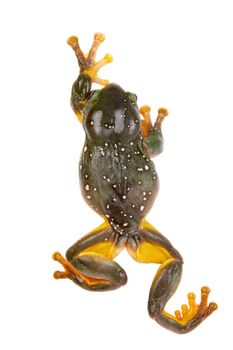 The magnificent tree frog, Ranoidea splendida, also known as the splendid tree frog on white background