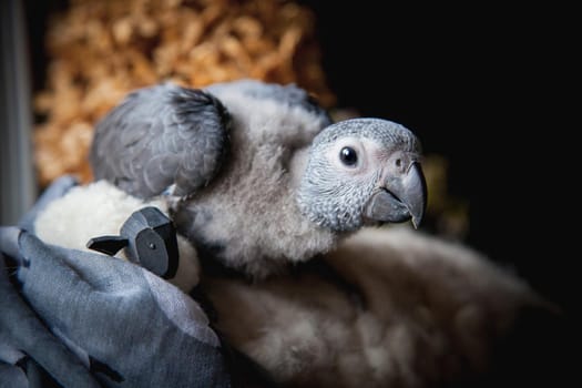 Small fluffy African Grey Parrot baby in front of window