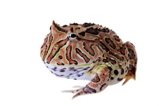 The Fantasy horned frog isolated on white background