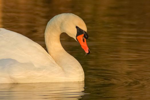 beautiful swan on blue lake water in sunny day during summer, swans on pond, nature series in Birmingham UK