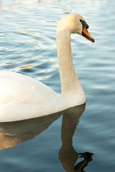 beautiful swan on blue lake water in sunny day during summer, swans on pond, nature series in Birmingham UK