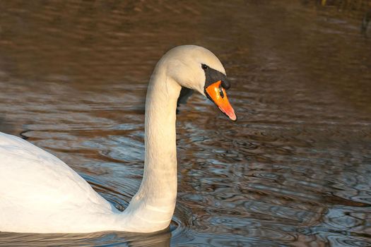 beautiful swan on blue lake water in sunny day during summer, swans on pond, nature series in Birmingham UK