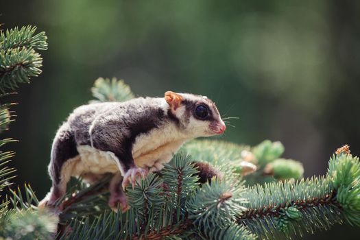 Sugar glider, Petaurus breviceps, on a tree