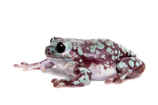 Spotted Australian Green Tree Frog, Litoria caerulea, isolated on white background