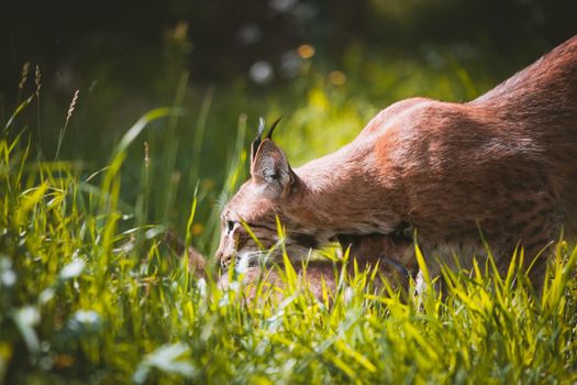 Beautiful Eurasian lynx with cub, lynx lynx, at summer field