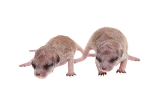 The meerkat or suricate cubs, Suricata suricatta, isolated on white