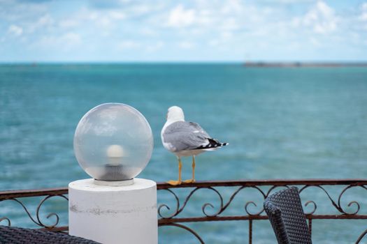 A seagull sits on an iron fence in a street cafe against the backdrop of the sea