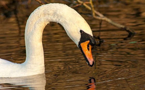 beautiful swan on blue lake water in sunny day during summer, swans on pond, nature series in Birmingham UK