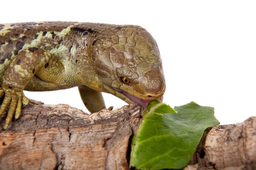 The Solomon Islands skink, Corucia zebrata, on white background