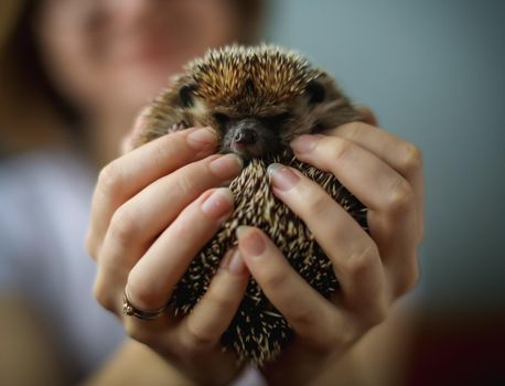 Domesticated hedgehog or African pygmy hedgehog in hands