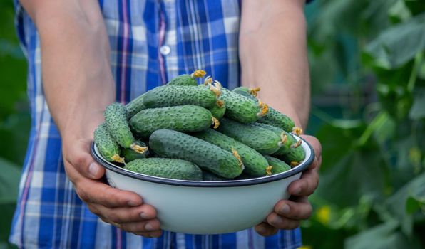 the farmer holds a bowl of freshly picked cucumbers in his hands. selective focus