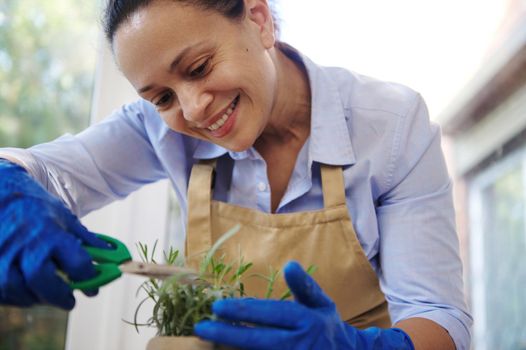 Close-up charming multiethnic housewife woman, florist gardener in beige apron and blue rubber gloves, using pruning scissors, cutting rosemary sprigs growing in pot for reproduction and germination