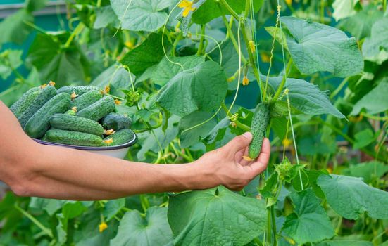 Freshly picked cucumbers in the hands of a farmer. selective focus