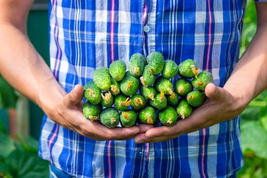 Freshly picked cucumbers in the hands of a farmer. selective focus