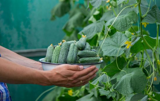 the farmer holds a bowl of freshly picked cucumbers in his hands. selective focus