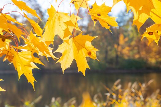 Golden autumn in the park, willow branches in backlight on a sunny day with yellowed and green leaves, branches leaning over the river