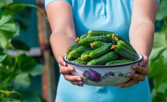 the farmer holds a bowl of freshly picked cucumbers in his hands. selective focus