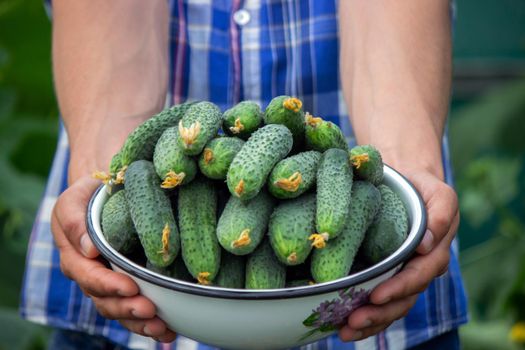 the farmer holds a bowl of freshly picked cucumbers in his hands. selective focus