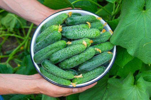the farmer holds a bowl of freshly picked cucumbers in his hands. selective focus
