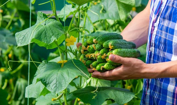 Freshly picked cucumbers in the hands of a farmer. selective focus