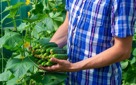 Freshly picked cucumbers in the hands of a farmer. selective focus