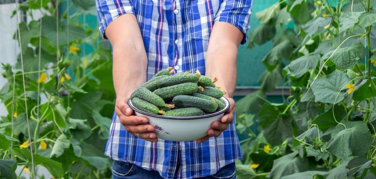 the farmer holds a bowl of freshly picked cucumbers in his hands. selective focus