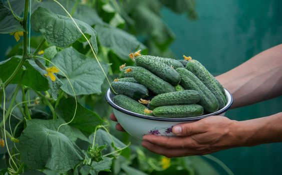 the farmer holds a bowl of freshly picked cucumbers in his hands. selective focus