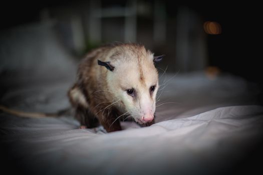 The Virginia or North American opossum, Didelphis virginiana, on a bed