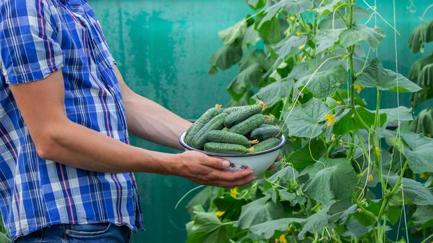 the farmer holds a bowl of freshly picked cucumbers in his hands. selective focus