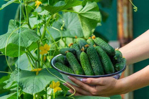 the farmer holds a bowl of freshly picked cucumbers in his hands. selective focus