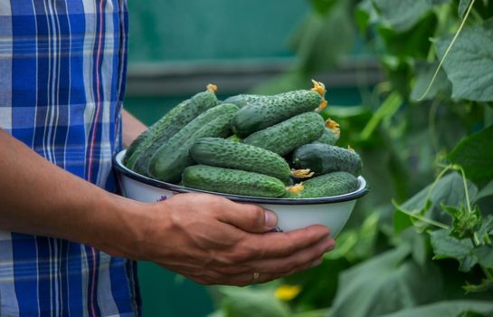 the farmer holds a bowl of freshly picked cucumbers in his hands. selective focus
