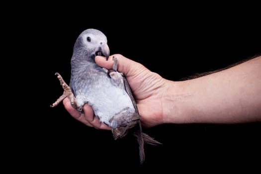 African Grey Parrot, Psittacus erithacus timneh, isolated on black background