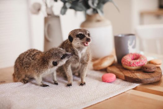 The meerkats or suricates, Suricata suricatta, eating sweets and donuts