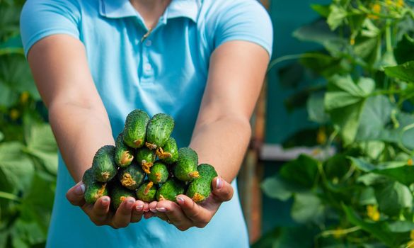 Freshly picked cucumbers in the hands of a farmer. selective focus