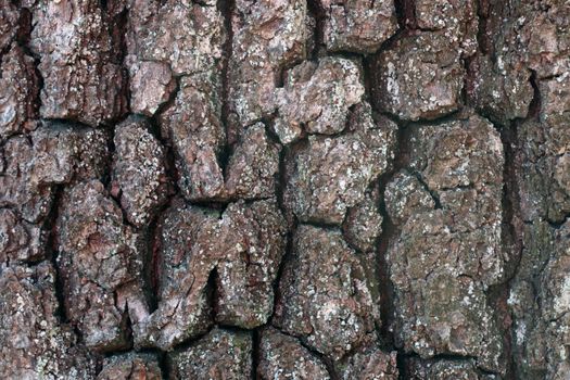 Close-up of the bark of the old tree, the background of the wood, the texture of the bark