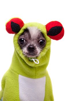 Peruvian hairless and chihuahua mix dog in frog costume isolated on white background