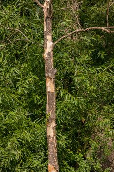 A dead tree loses its bark in front of a green forest