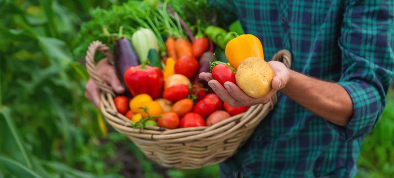 A man with a harvest of vegetables in the garden. Selective focus. Food.