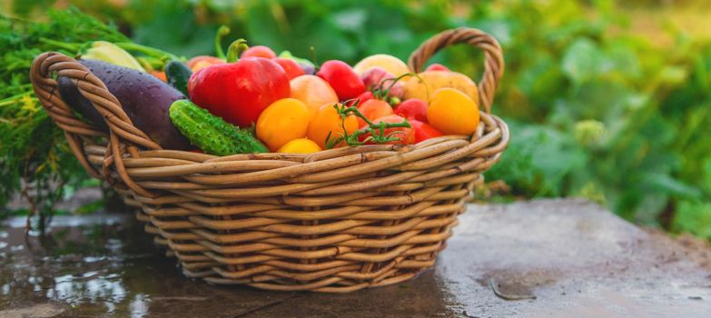 Harvest vegetables in the garden. Selective focus. Food.