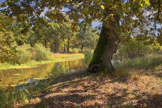 Large oak tree on the bank of a swampy river