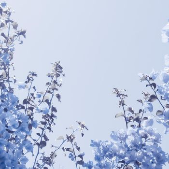 Flower background, spring nature and botanical beauty concept - Blue floral composition