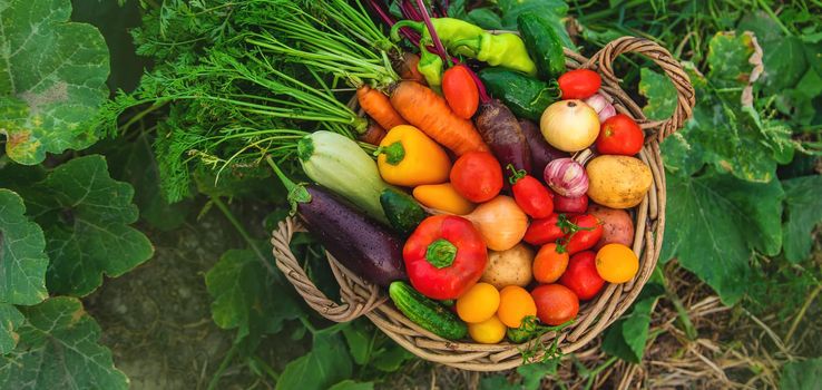 Harvest vegetables in the garden. Selective focus. Food.