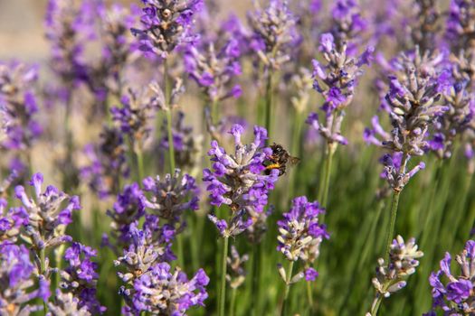 striped bumblebees and bees collect nectar and pollinate purple lavender flowers, Summer sunny day, floral background, beautiful in nature. High quality photo