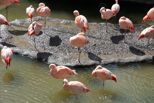 Pink flamingos stand in the water and catch food, beautiful exotic birds ,High quality photo