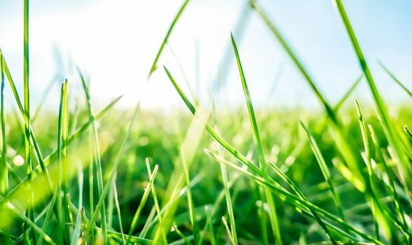 Earth landscape, growth and natural environment concept - Fresh grass and sunny blue sky on a green field at sunrise, nature of countryside