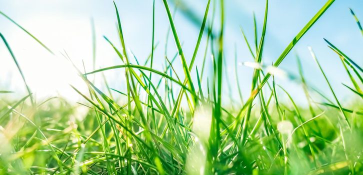 Earth landscape, growth and natural environment concept - Fresh grass and sunny blue sky on a green field at sunrise, nature of countryside