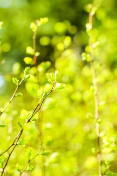 Natural environment, botanical textures and bioenergy concept - Green leaves in springtime, nature background