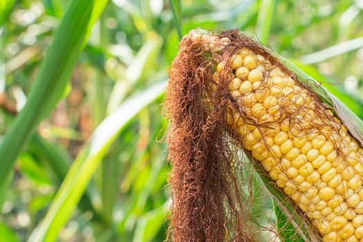 an ear of corn in the field. photo