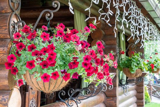 beautiful potted flowers close-up decorate the house. photo